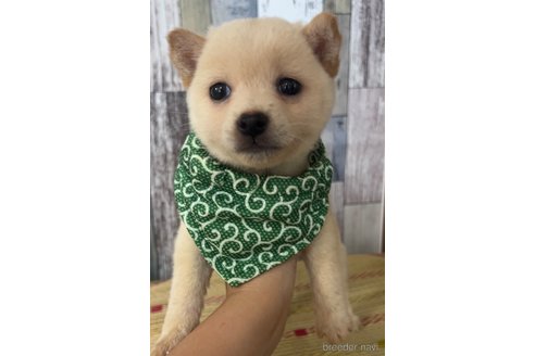 成約済の茨城県の豆柴-315929