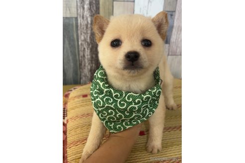 成約済の茨城県の豆柴-315929の2枚目