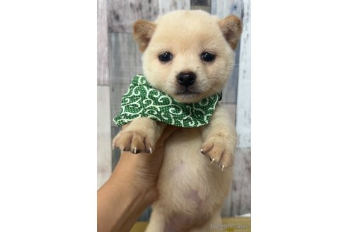 成約済の茨城県の豆柴-315929の3枚目