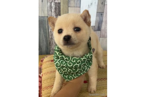 成約済の茨城県の豆柴-315929の4枚目