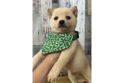 成約済の茨城県の豆柴-315929の5枚目