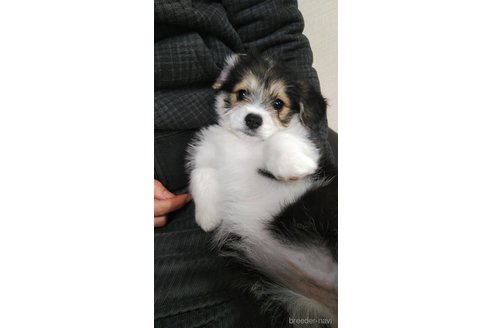 なつめちゃん1枚目