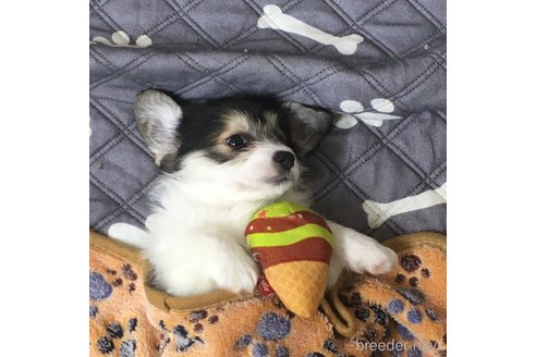 なつめちゃん1枚目