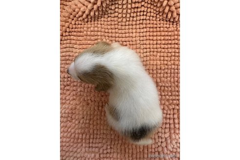 成約済の神奈川県のジャックラッセルテリア-317508の2枚目