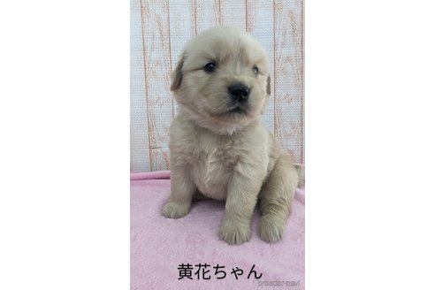 成約済の北海道のゴールデンレトリーバー-316227の6枚目