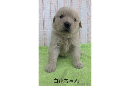 成約済の北海道のゴールデンレトリーバー-316227の7枚目