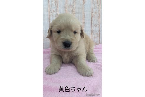 成約済の北海道のゴールデンレトリーバー-316227の3枚目