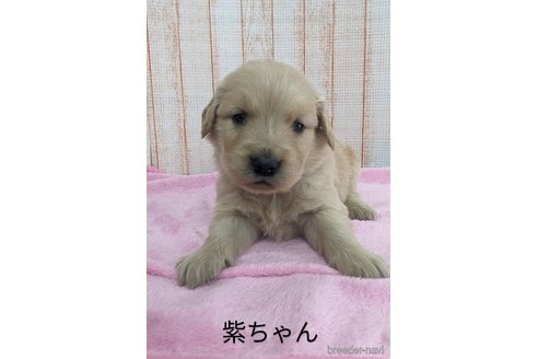 成約済の北海道のゴールデンレトリーバー-316227の5枚目