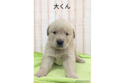 成約済の北海道のゴールデンレトリーバー-316226の1枚目
