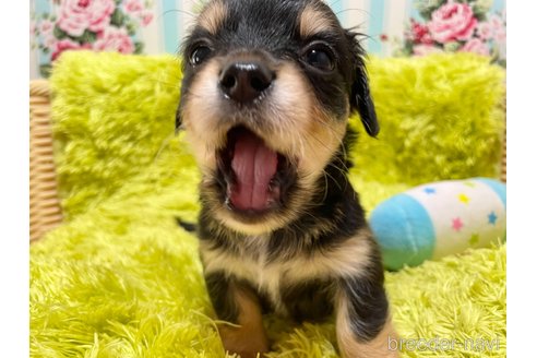 成約済の秋田県のチワックス:チワワ×ミニチュアダックスフンド-317770の3枚目
