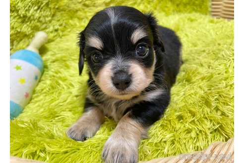 成約済の秋田県のチワックス:チワワ×ミニチュアダックスフンド-317768の6枚目
