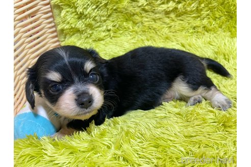 成約済の秋田県のチワックス:チワワ×ミニチュアダックスフンド-317768の2枚目