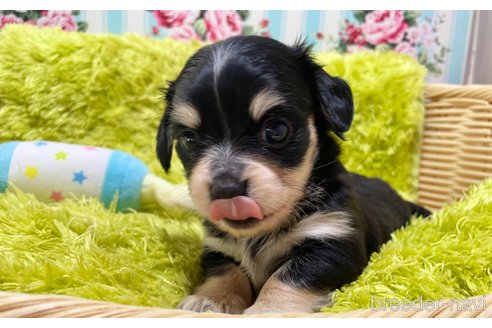 成約済の秋田県のチワックス:チワワ×ミニチュアダックスフンド-317768の4枚目