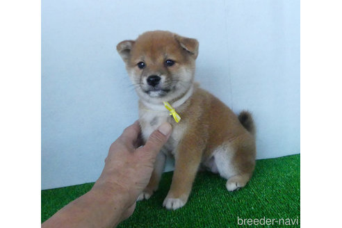 成約済の静岡県の柴犬-317733の5枚目