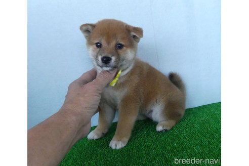成約済の静岡県の柴犬-317733の4枚目
