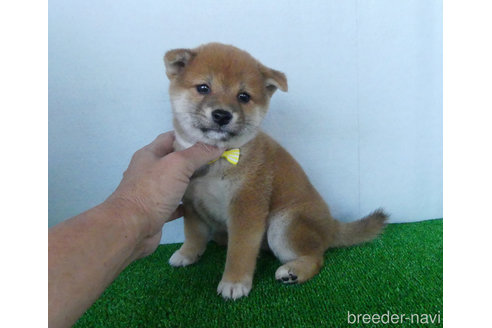 成約済の静岡県の柴犬-317733の3枚目
