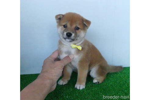 成約済の静岡県の柴犬-317733の2枚目