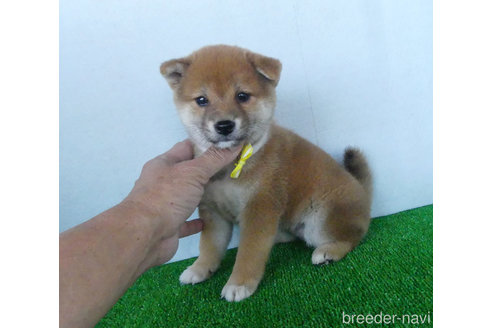 成約済の静岡県の柴犬-317733の1枚目