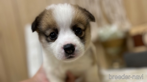 子犬
