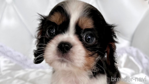 子犬
