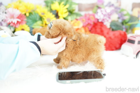 成約済の埼玉県のトイプードル-317767の4枚目