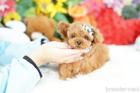 成約済の埼玉県のトイプードル-317767の3枚目