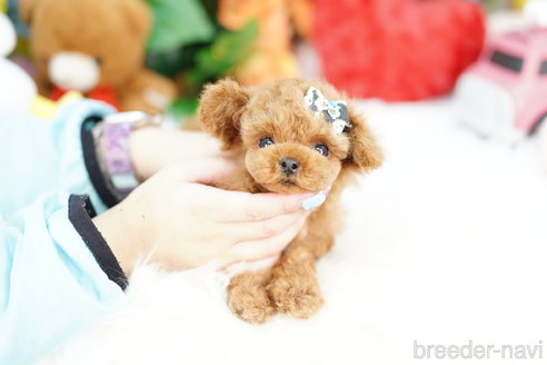 成約済の埼玉県のトイプードル-317767の2枚目