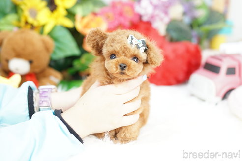 成約済の埼玉県のトイプードル-317767