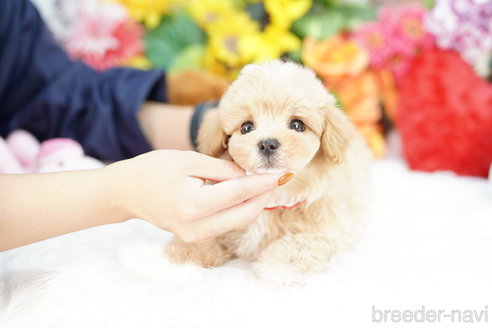 成約済の埼玉県のマルプー:マルチーズ×トイプードル-317775の3枚目