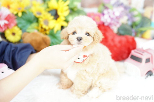 成約済の埼玉県のマルプー:マルチーズ×トイプードル-317775の2枚目