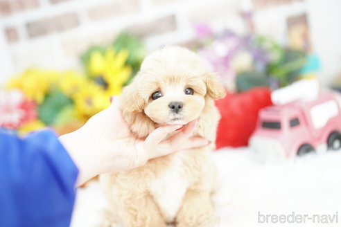 成約済の埼玉県のマルプー:マルチーズ×トイプードル-317775