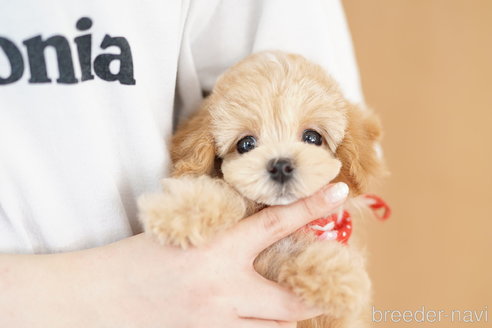 成約済の埼玉県のマルプー:マルチーズ×トイプードル-317793の4枚目