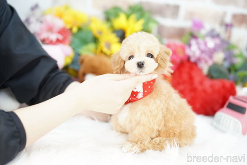 成約済の埼玉県のマルプー:マルチーズ×トイプードル-317793の3枚目