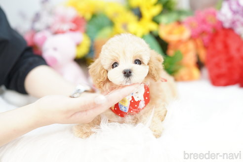 成約済の埼玉県のマルプー:マルチーズ×トイプードル-317793の1枚目