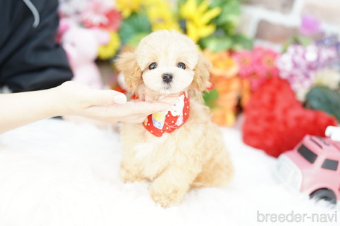 成約済の埼玉県のマルプー:マルチーズ×トイプードル-317793の2枚目