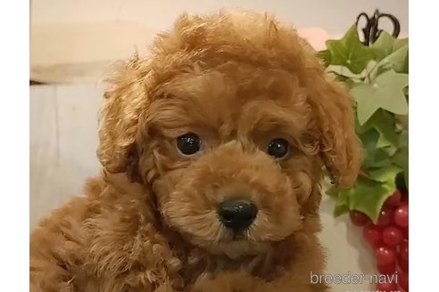成約済の愛知県のティーカッププードル-312168の4枚目