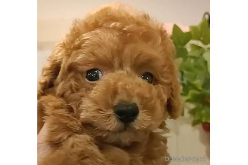 成約済の愛知県のティーカッププードル-312168の2枚目