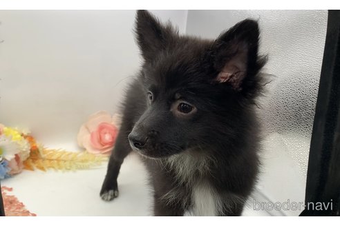 成約済の東京都のミックス犬-303996の7枚目