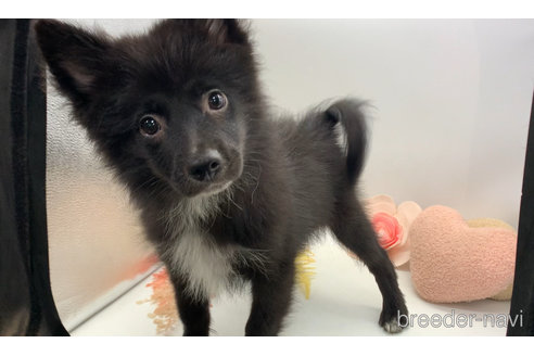 成約済の東京都のミックス犬-303996の8枚目