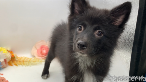 成約済の東京都のミックス犬-303996の6枚目