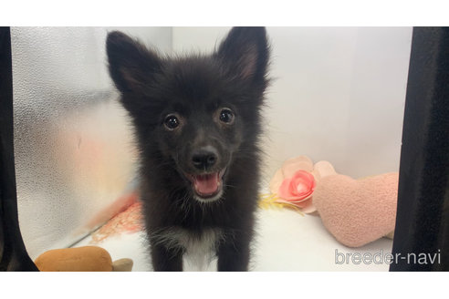 成約済の東京都のミックス犬-303999の21枚目