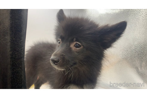 成約済の東京都のミックス犬-303999の19枚目