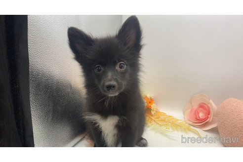 成約済の東京都のミックス犬-303999の17枚目