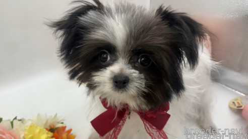 成約済の東京都のミックス犬-301757の22枚目