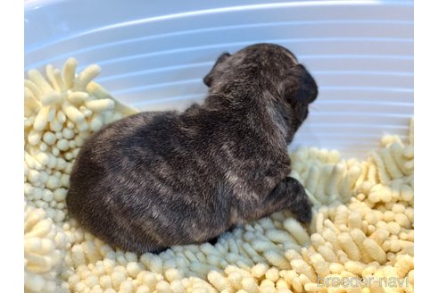 成約済の山口県のフレンチブルドッグ-316096の6枚目
