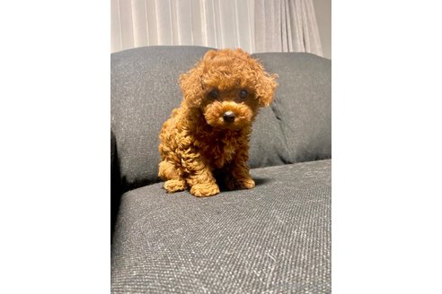 成約済の愛知県のトイプードル-317829の2枚目