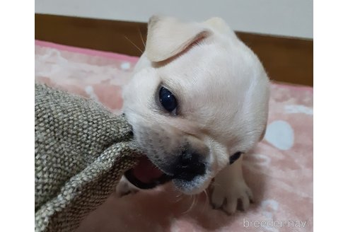 成約済の愛媛県のフレンチブルドッグ-311998の6枚目