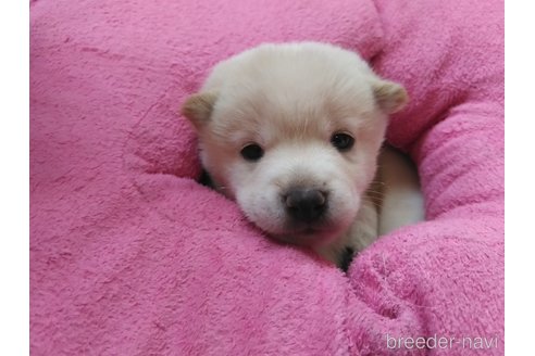 成約済の富山県の豆柴-317839の2枚目