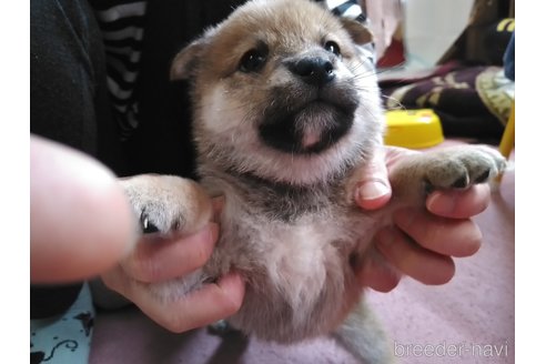 成約済の富山県の豆柴-317840の5枚目