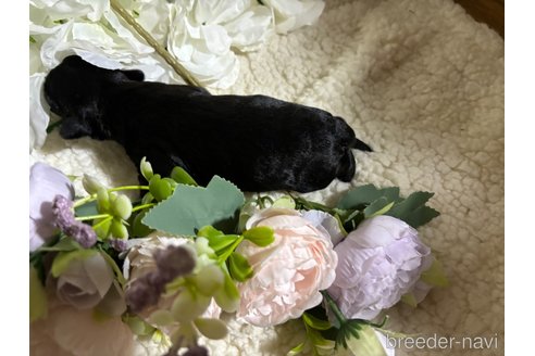 成約済の千葉県のミックス犬-318414の10枚目